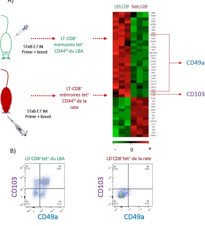 Figure  1.  Mise  en  évidence  des  Trm  du  LBA.  A.   Les  souris  ont  été  immunisées  par  voie  intranasale  ou  intramusculaire  par  STxB-E7  +  α-GalCer  à  J0  (prime)  et  par  STxB-E7  à  J14 