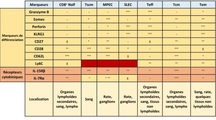 Tableau  1.  Phénotypes  et  localisations  des  principales  populations  de  lymphocytes  T  CD8 + 