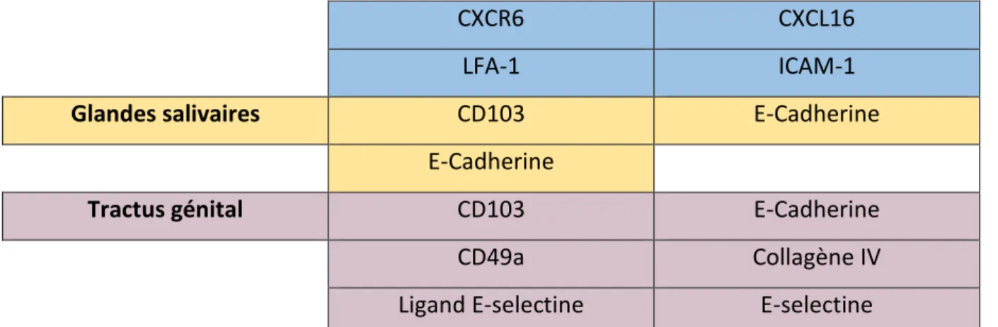 Tableau 3. Résumé des marqueurs de migrations des LT-CD8 +  activés dans les tissus. Adapté 