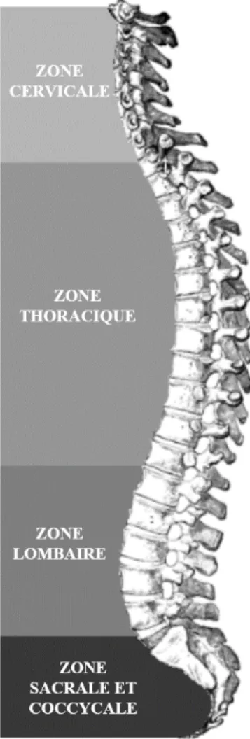 Figure 2-1 : Colonne vertébrale (Adaptée du Gray’s Anatomy).  2.1.2  La scoliose idiopathique de l’adolescence 