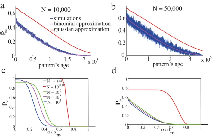 Figure 2.4: Finite size effects. Shown is P ne , the probability that a tested pattern of a given age is stored without