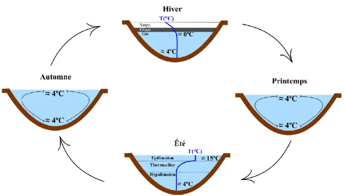 Figure 3-2 : Mélange et stratification saisonnière typiques d’un lac tempéré (adapté de Shaw et al