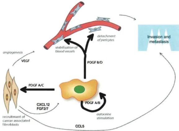 Figure 12 : Implication du PDGF dans le cancer 