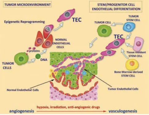 Figure 14 : Origine des cellules endothéliales tumorales 