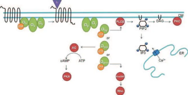 Figure 22 : Signalisation intracellulaire des protéines G 
