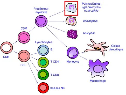 Figure  1.  Production  des  neutrophiles  (encadrés  en  rouge)  au  cours  de  l’hématopoïèse