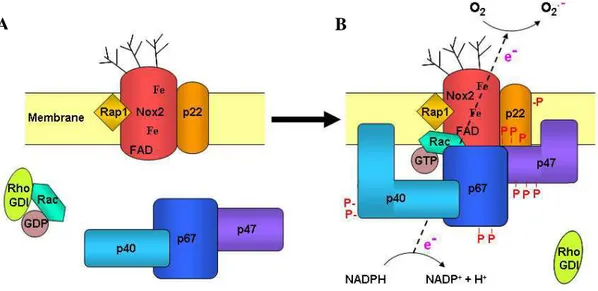 Figure  9:  Modèle  d'activation  de  la  NADPH  oxydase  phagocytaire.  (A)  La  NADPH 