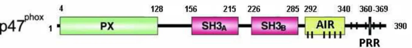 Figure 12  : Domaines  structuraux de p47phox. Les  acides  aminés sérines  phosphorylés au 