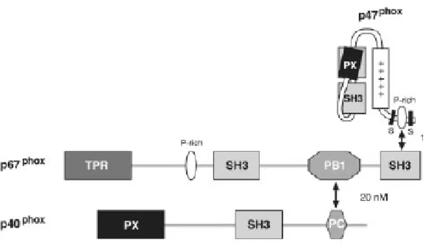 Figure 16. Les interactions moléculaires des sous unités de la NADPH oxydase à l’état non  stimulé
