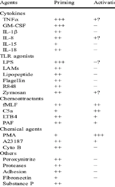 Tableau 4: Les différents agents primants et activateurs des PN (El Benna et al., 2008)