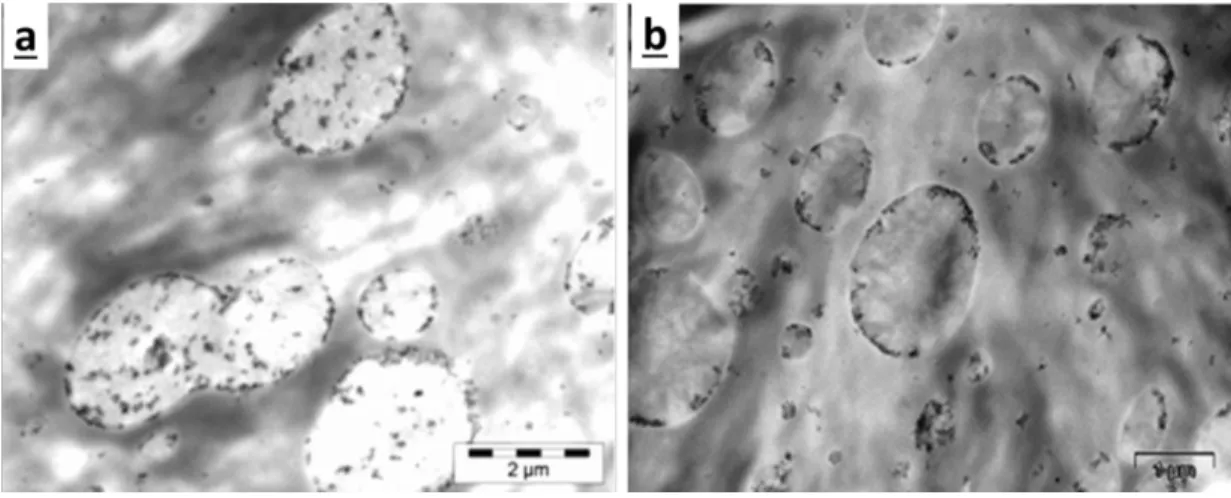 Figure  2.16. The localization of hydrophobic silica in PP/EVA blends by the simultaneous  addition of components: (a) high viscosity EVA, (b) low viscosity EVA[91]