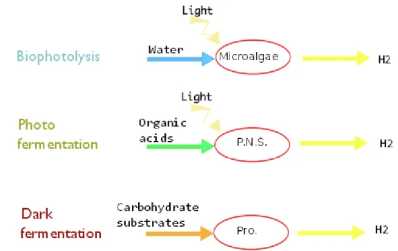 Figure 1.2: Les diff´ erents m´ ecanismes de production de l’hydrog` ene au sein de diff´ erents microorganismes