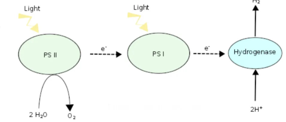 Figure 1.4: Biophotolyse classique se d´ eroulant en pr´ esence de lumi` ere conjointement avec la photosynth` ese.