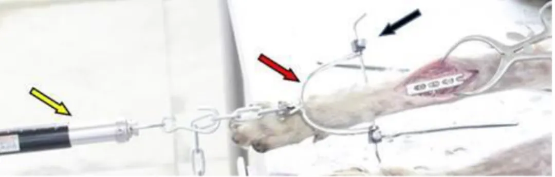 Figure 10 :  Étrier de traction attaché à l'extrémité distale du radius (flèche rouge)