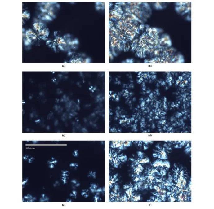 Figure 3.4 : Isothermal crystallization at 140 °C of neat PLA (a and b), non-compatibilized 5  wt % blend (c and d), and compatibilized 5 wt % blend (e and f)