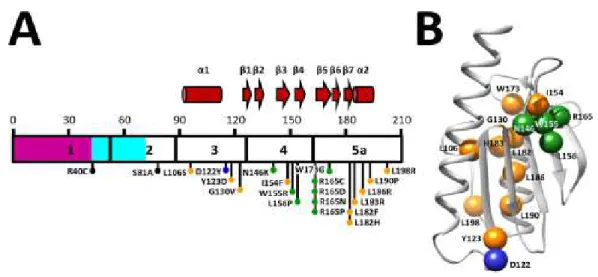 Figure  I.2:  Diseases-associated  FXN  point  mutations  and  corresponding  positions  in  human 