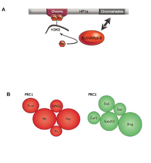 Figure 2. Complexes protéiques impliqués dans la mise en place des différents types de  chromatine répressive