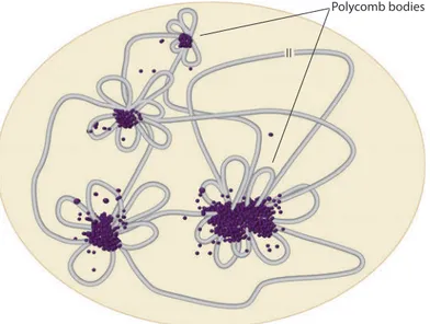 Figure 5. Représentation schématique des «Polycomb bodies» dans le noyau. Les protéines PcG  sont concentrées dans certaines zones du noyau