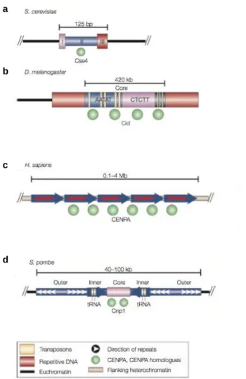 Figure 7. ADN centromériques de différents eucaryotes. La séquence des centromères n’est  pas  conservée  entre  les  espèces