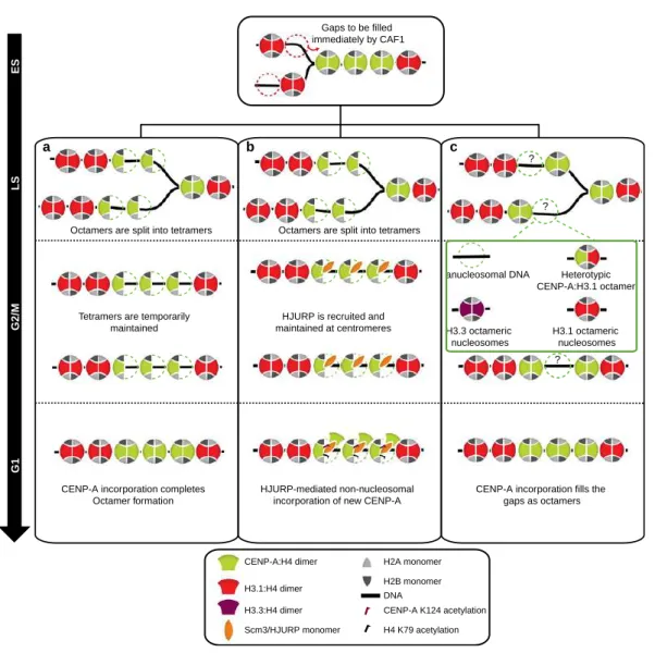 Figure  9. Modèle de la structure dynamique des nucléosomes centromériques au cours du  cycle cellulaire