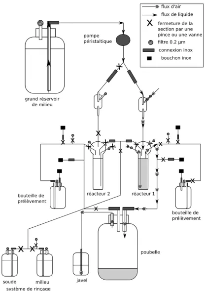 Figure 4.1  Montage utilisé pour les expériences d'évolution avec ou sans brassage de génome