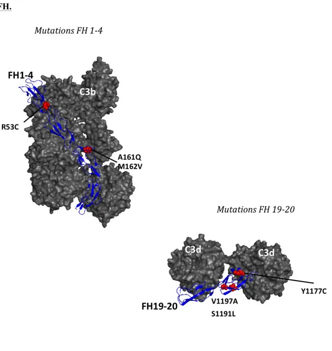 Figure  12 :  Localisation  des  mutations  du  CFH  de  type  II  sur  le  Complexe  C3b/C3d- C3b/C3d-FH