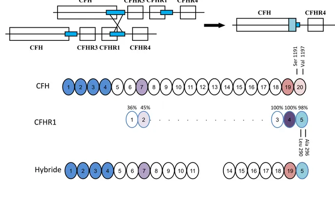 Figure  14 :  Recombinaison  homologue  non  allélique  entre  le  CFH  et  CFHR1  aboutissant à la formation d’un gène hybride CFH/CFHR1