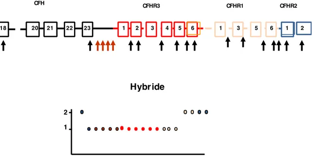 Figure  15 :  Diagnostic  de  recombinaison  aboutissant  à  un  « gène  Hybride  CFH/CFHR1» par Multiplex ligand probe protein (MLPA) 