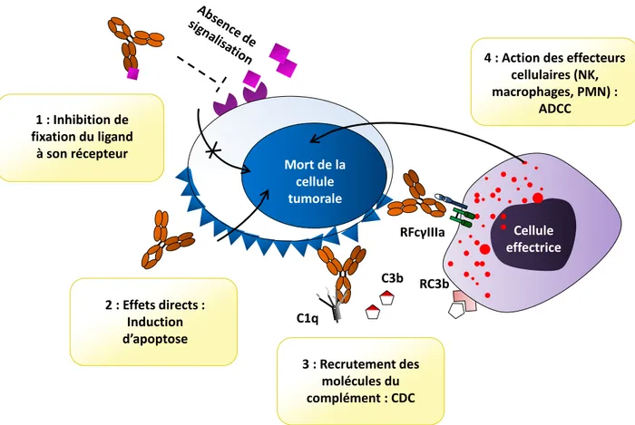 Figure 11. Mécanismes d’action des AcM thérapeutiques en oncologie. 1 : Certains AcM 