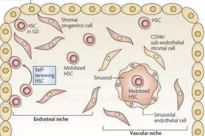 Figure 6. Organisation des niches pour les cellules souches mésenchymateuses et  hématopoïétiques