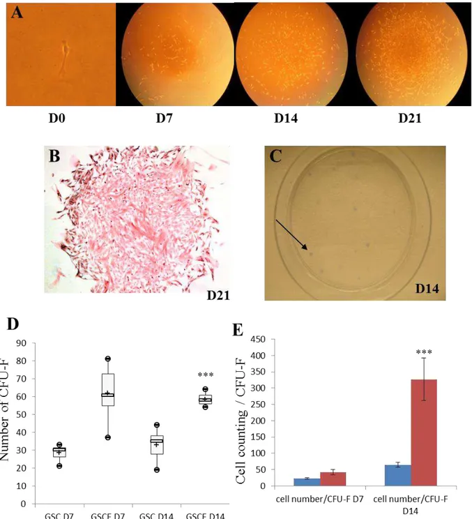 Figure 12. Génération de CFU- F à partir de fibroblastes gingivaux. (A) Formation d’un «spot» à partir d’une 