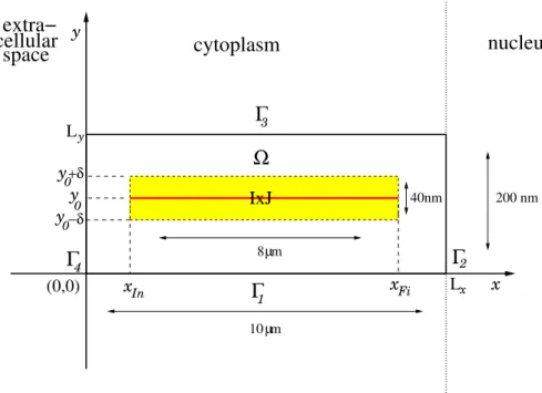 Figure 2.6: Area of the cytoplasm where intracellular transport is modelled: Ω = [0, L x ]×