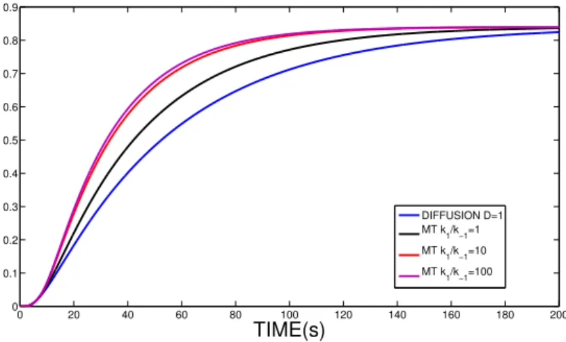 Figure 2.11: Diusion is set to 1µm 2 s −1 . Blue curve: ow due to diusion with no MT