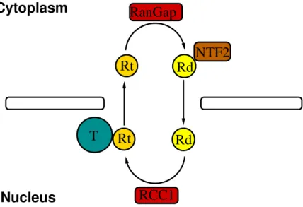 Figure 3.1: Sketch of the Ran cycle: the molecule Ran, in its GTP bound form, R t is