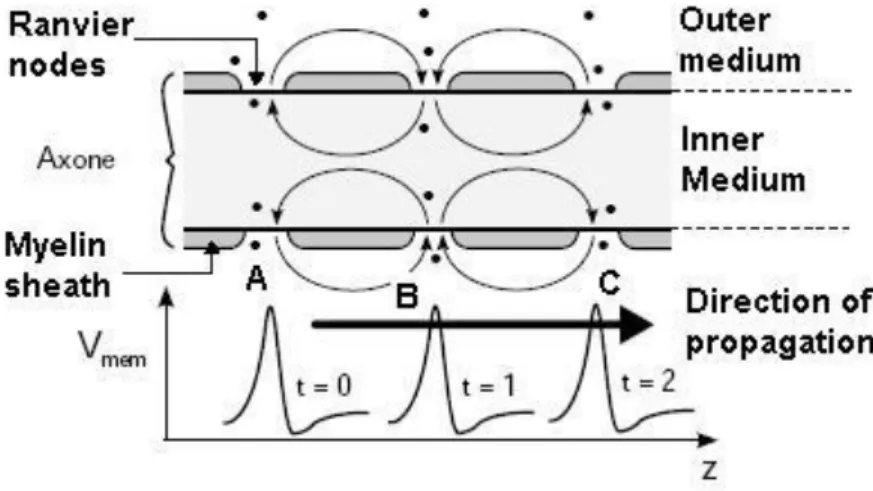 Figure 1.3: Propagation of an action potential along an axon militated neuron(StateMaster,  2009)