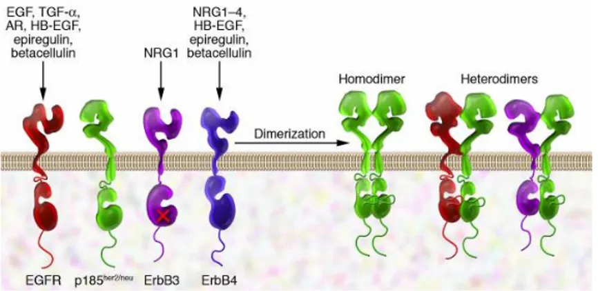 FIGURE 8 : LES RECEPTEURS DE LA FAMILLE HER/ERBB ET SES LIGANDS  