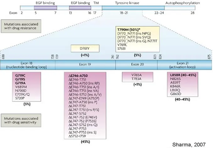 FIGURE  9 :  LOCALISATION DES DIFFERENTES MUTATIONS  EGFR  ET LEUR VALEUR  PREDICTIVE DE REPONSE AUX THERAPIES CIBLEES 