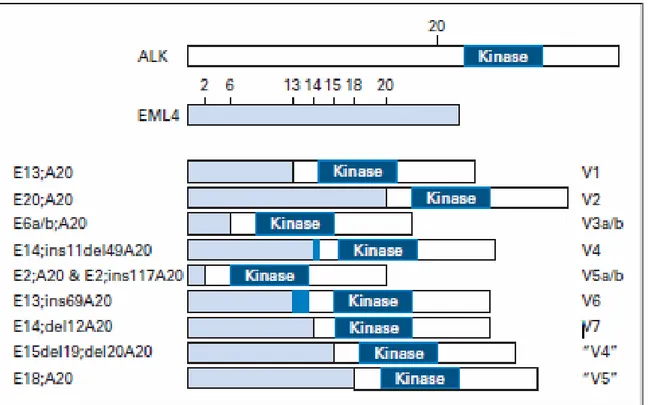 FIGURE 11 : REPRESENTATION SCHEMATIQUE DES DIFFERENTS VARIANTS  EML4-ALK  DANS  LES CARCINOMES PULMONAIRES NON A PETITES CELLULES  