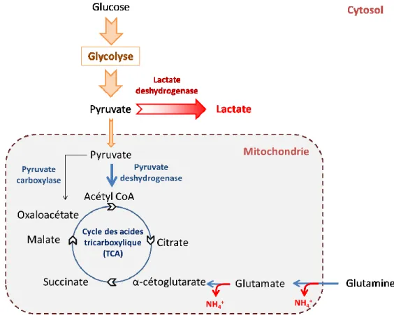 Figure 2.2: Représentation schématique du métabolisme du glucose et de la glutamine. 