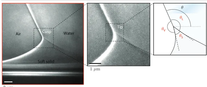 Figure 2.5 – Image de la structure en pointe pr´esente sous la ligne de contact form´ee lorsqu’une goutte d’eau est pos´ee sur un gel de silicone