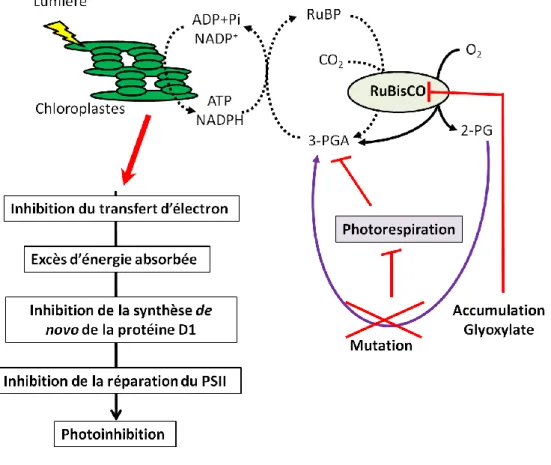 Figure 8. Schéma simplifié des interactions possibles entre la photosynthèse et la photorespiration chez un  mutant  photorespiratoire