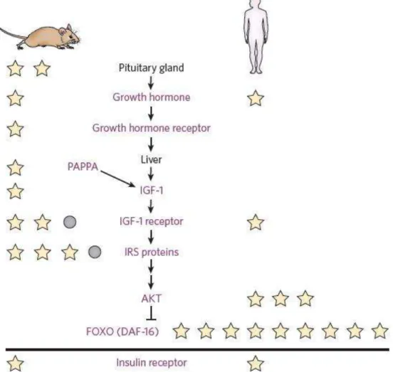 Figure 7 - Insulin/IGF-1 et signalisation FOXO affecte la durée de vie chez la souris et chez l’homme (Kenyon, 2010) 