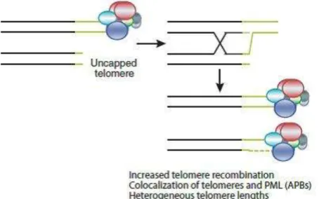 Figure 27 - Mécanisme alternatif « ALT » d’élongation des télomères dans les cellules déficientes en télomérase (Blasco,  2007)
