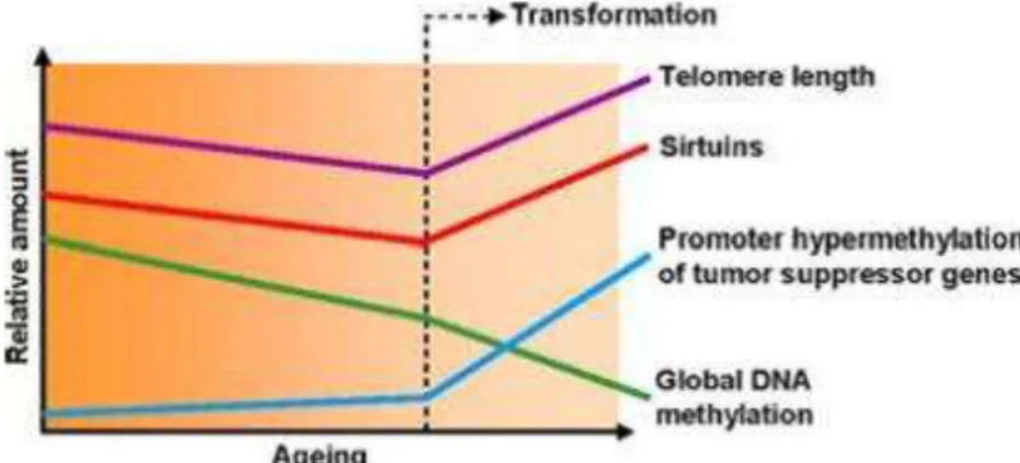 Figure 30 - Evolution des mécanismes moléculaires épigénétiques au cours du vieillissement et du cancer (Fraga, 2007-b) 