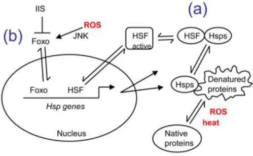 Figure 36 - Induction des gènes Hsps  via les ROS et les protéines dénaturées (Tower, 2011)