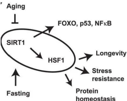 Figure 37 - Effets biologiques de SIRT1 sur les HSR « Heat shock response » (Westerheide, 2009)