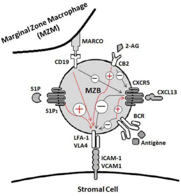 Figure 2 : Résumé des différents signaux impliqués dans la rétention des cellules B de la zone  marginale chez la souris, adapté de Georg Kraal and Reina Mebius
