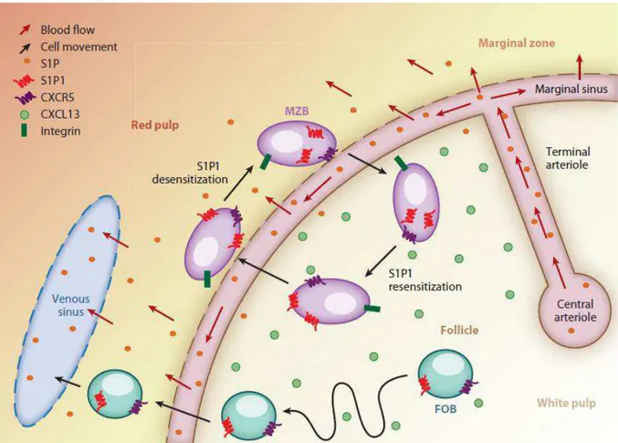 Figure 3 : Illustration du rôle de S1P1 dans la réponse T-dépendante des cellules B de la zone  marginale  chez la souris d’après [40]