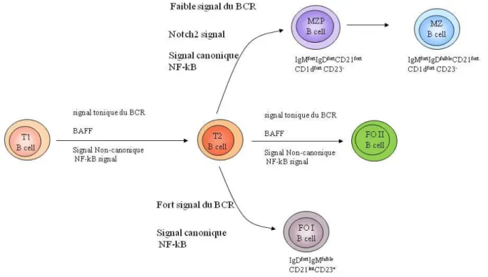 Figure 6 : Voie de différenciation des lymphocytes B périphériques chez la souris  d’après [9]