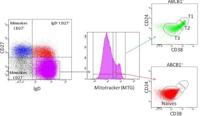 Figure 7 : Le compartiment IgD + CD27 -  chez  l’homme.